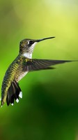 descargar wallpaper de animales
